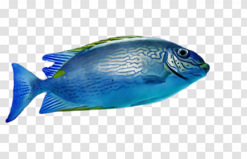 Fish Blue Pomacentridae Parrotfish - Paint - Rayfinned Marine Biology Transparent PNG