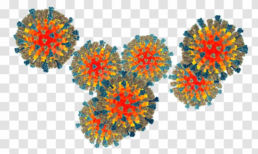 Measles Virus Human Parainfluenza Viruses - Morbillivirus Transparent PNG