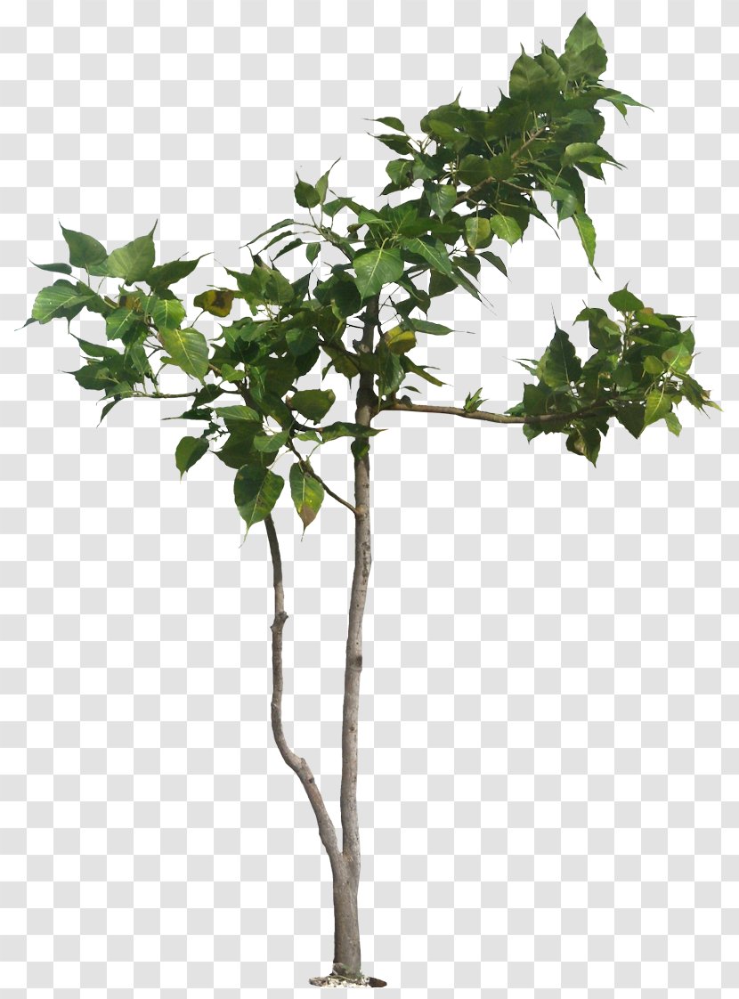 Populus Nigra Tree Banyan Ficus Religiosa Plant - Tropical Transparent PNG