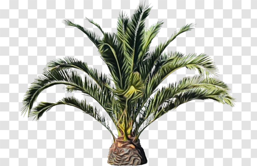 Palm Oil Tree - Attalea - Speciosa Cycad Transparent PNG