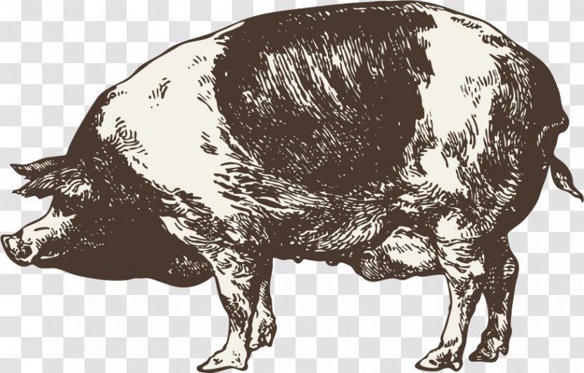 Infographic Chart Graphic Design - Knowledge - Hand Drawn Sketch Wild Boar Transparent PNG