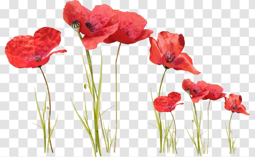 Flower Poppy Motion JPEG Clip Art Transparent PNG