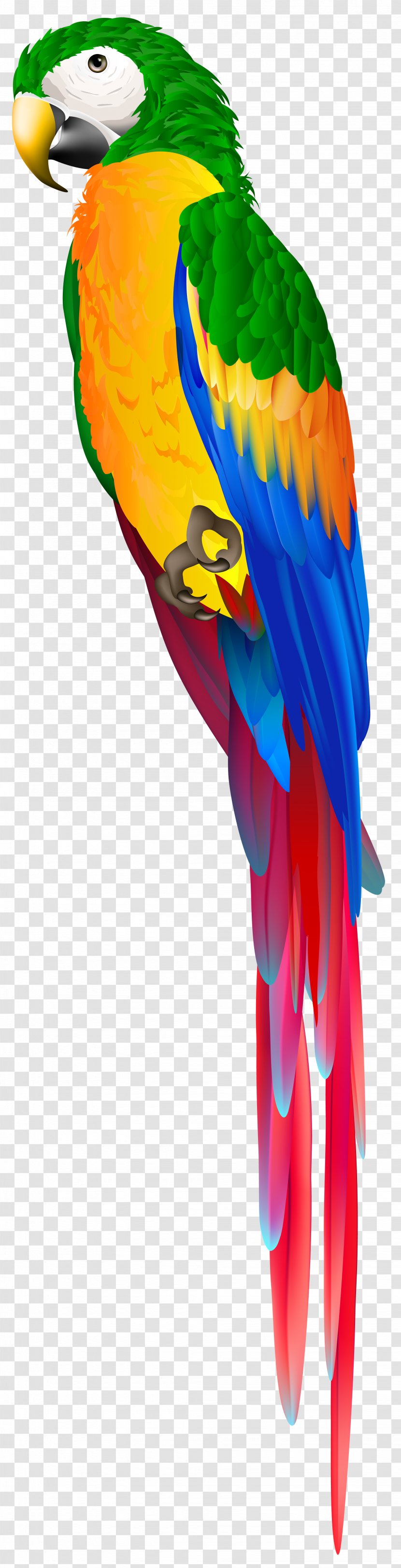 Bird Parrot - Costume Wing Transparent PNG