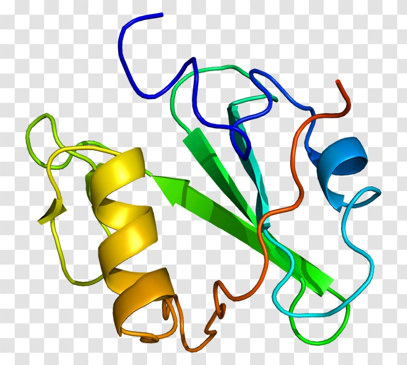 Signal Transducing Adaptor Protein SH2 Domain SHCBP1 Protein–protein Interaction - Watercolor - Tree Transparent PNG