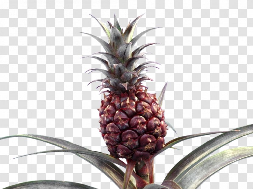 Pineapple Bromeliads Embryophyta - Fruit Transparent PNG