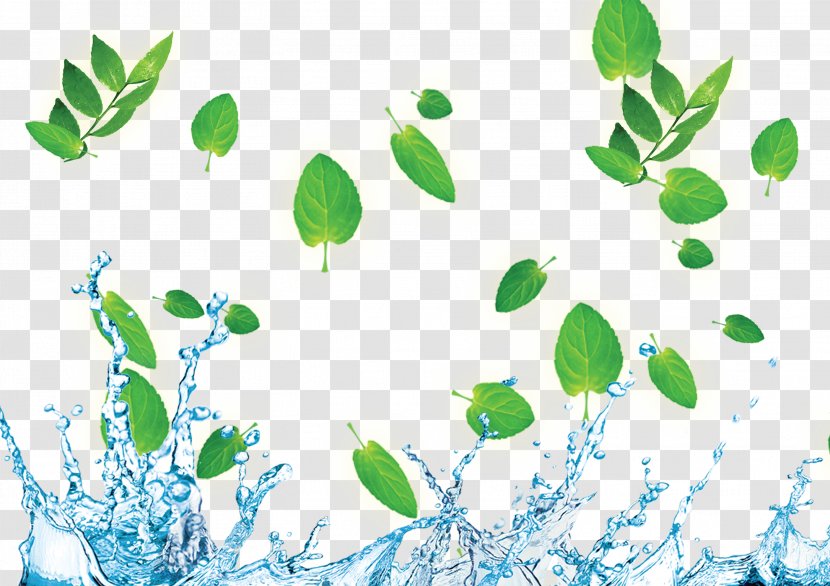 Download Wallpaper - Page Layout - Water Droplets Green Leaf Border Transparent PNG