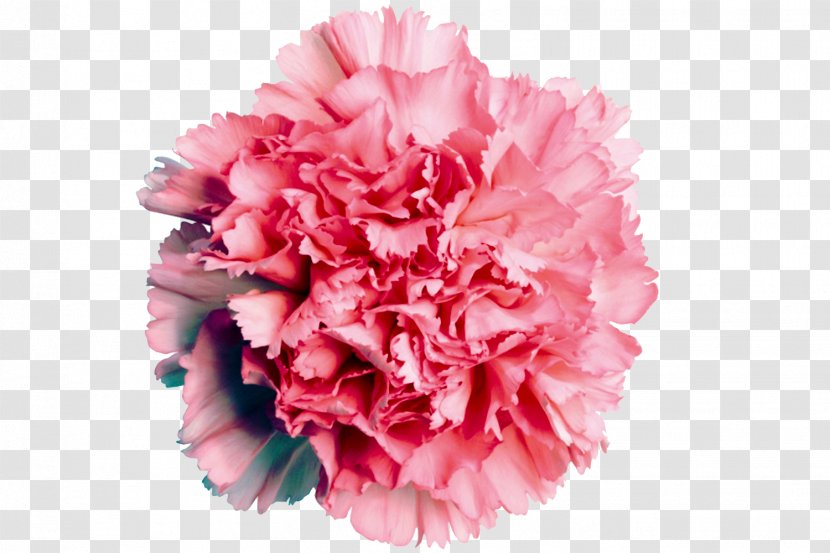 Carnation Flower Rose Pink Color - CARNATION Transparent PNG