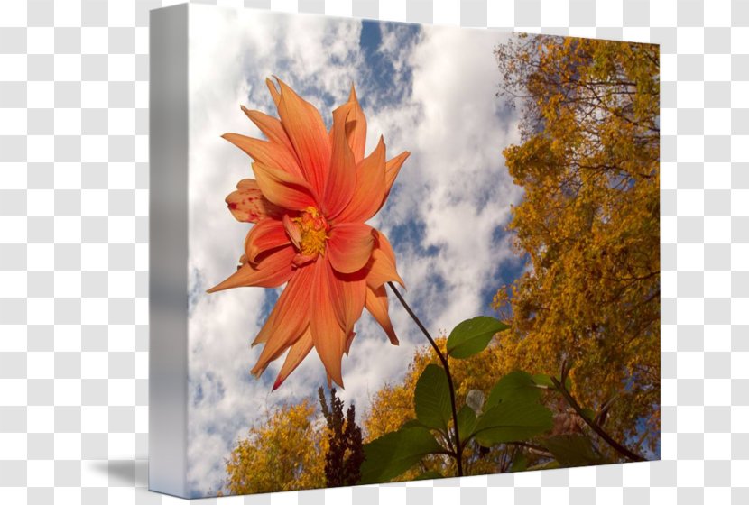Maple Leaf Painting Floral Design - Plant Transparent PNG