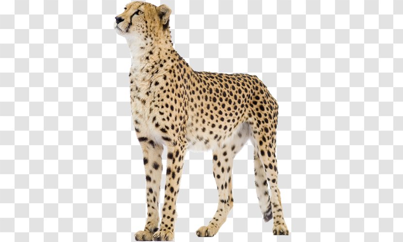 Cheetah Stock Photography Royalty-free Stock.xchng Lion - Snout Transparent PNG