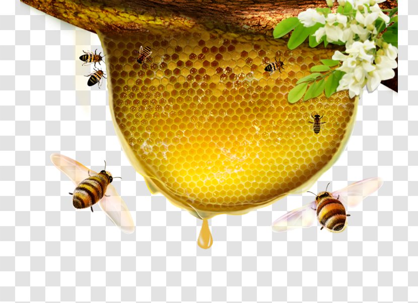 Honey Bee Flowers - Apitoxin - Insect Transparent PNG