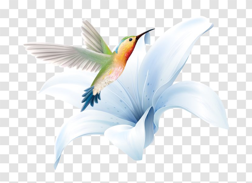 Hummingbird - Google - Hand Painted Lily Flowers Transparent PNG