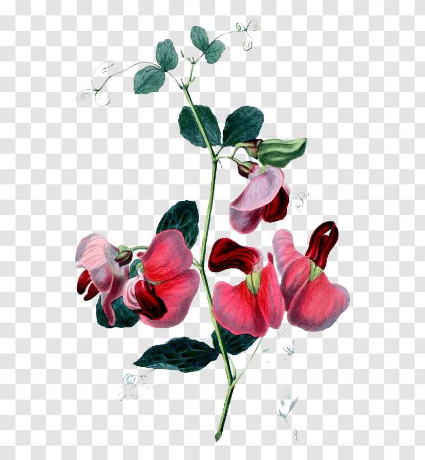 Sweet Pea Flower Passiflora Alata Birthday - Rose Order - Mysterious Beautiful Hand-painted Flowers Transparent PNG