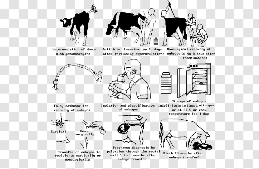 Beef Cattle Highland Embryo Transfer Artificial Insemination - Text - Pregnancy Transparent PNG