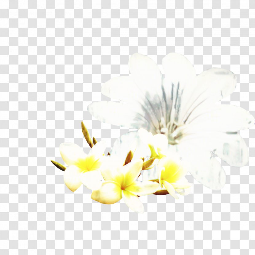 Flowers Background - Yellow - Moth Orchid Blossom Transparent PNG