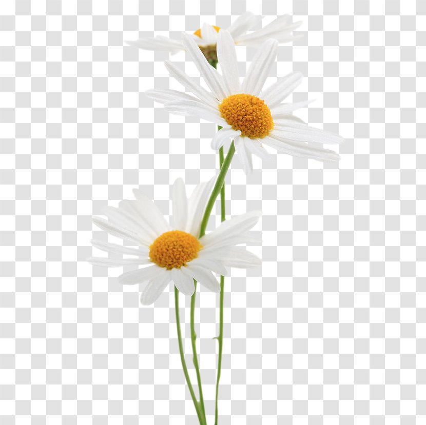 Stock Photography Common Daisy Royalty-free - Ansel Adams Transparent PNG