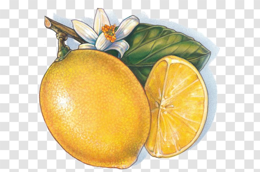 Mango Fruit Clip Art - Yuzu - Golden Transparent PNG