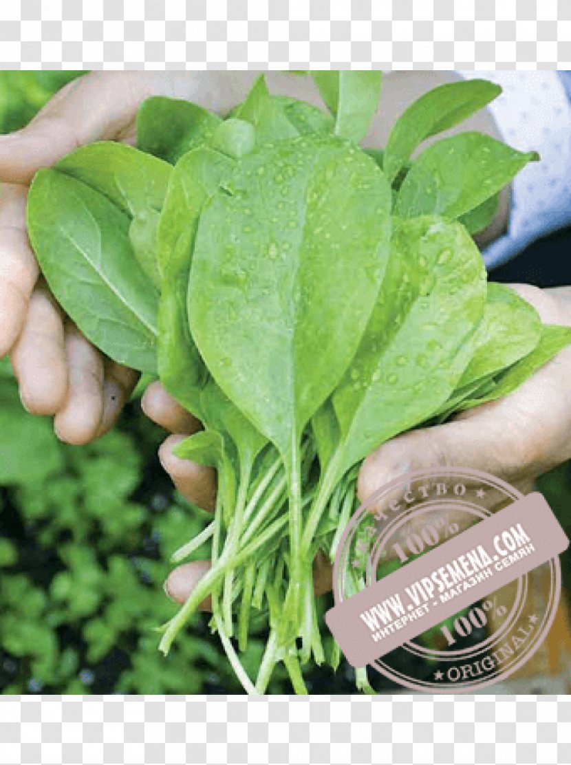 Spinach Vegetable Kitchen Garden Seed Transplanting - Spring Greens Transparent PNG