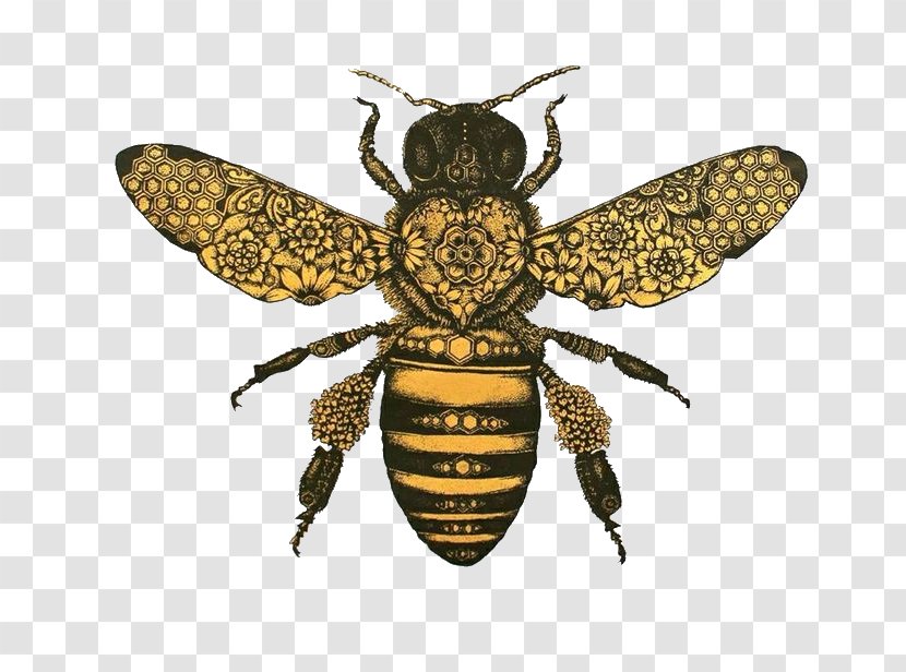 Honey Bee Drawing Bumblebee Clip Art - Beehive Transparent PNG