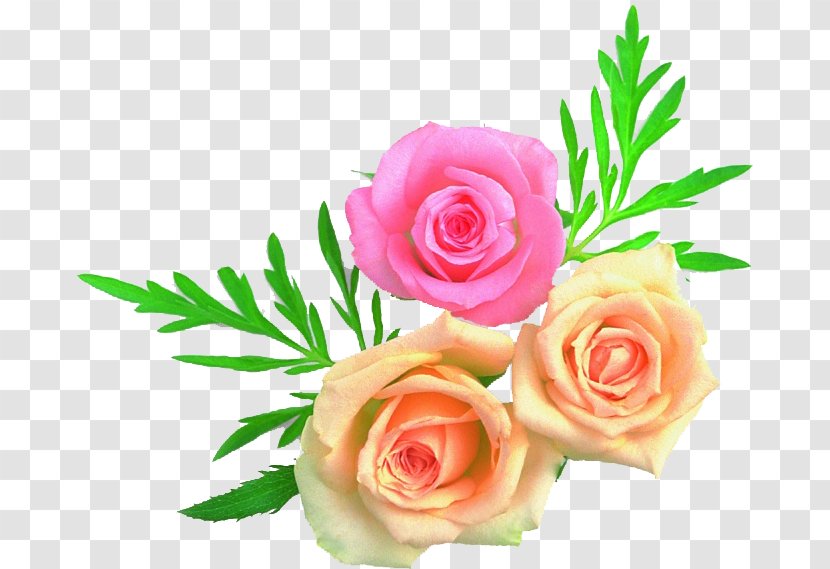 Garden Roses Cabbage Rose Floral Design Cut Flowers Flower Bouquet - Plant Transparent PNG