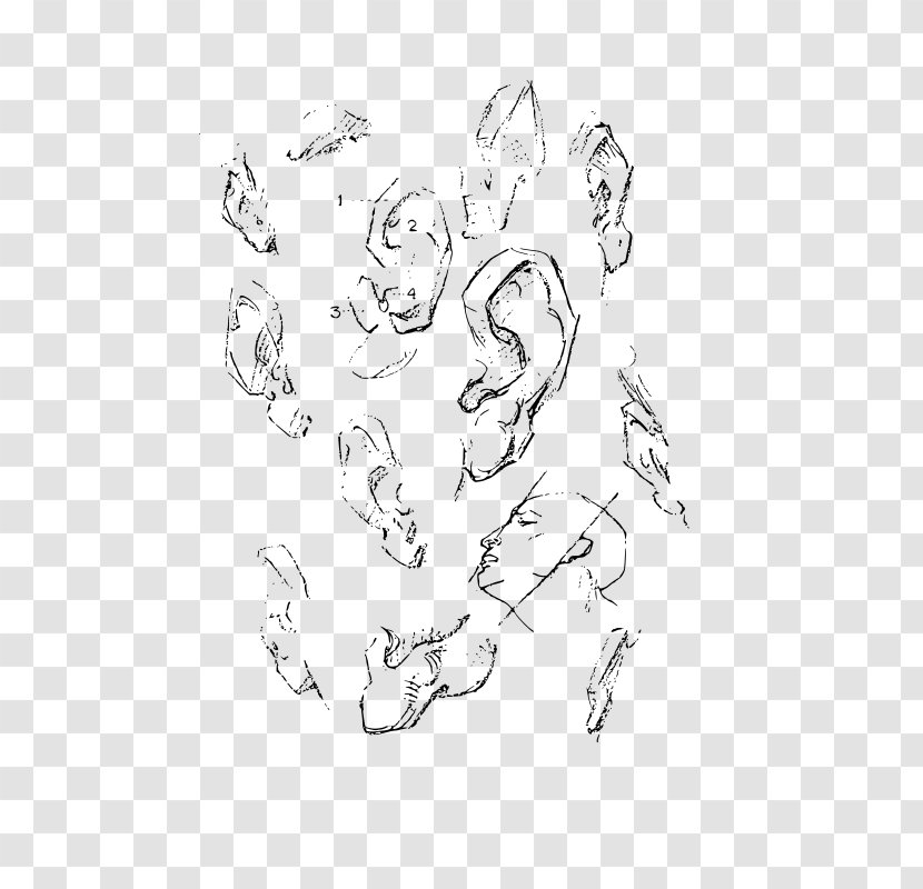 Constructive Anatomy Drawing Ear Head - Frame - Vector Transparent PNG