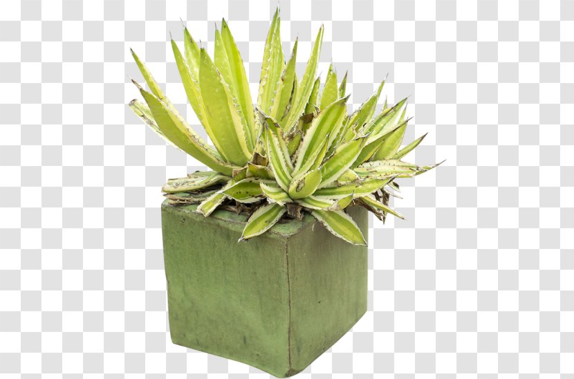 Plant Flowerpot Agave - Potted Transparent PNG