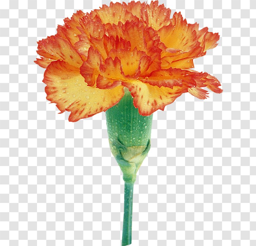 Carnation Cut Flowers Transvaal Daisy Mir Tsvetov - August - Flower Transparent PNG