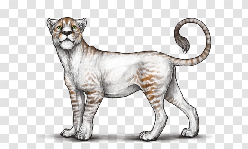 Lion Liger Jaguar Cat Whiskers - Tigon Transparent PNG