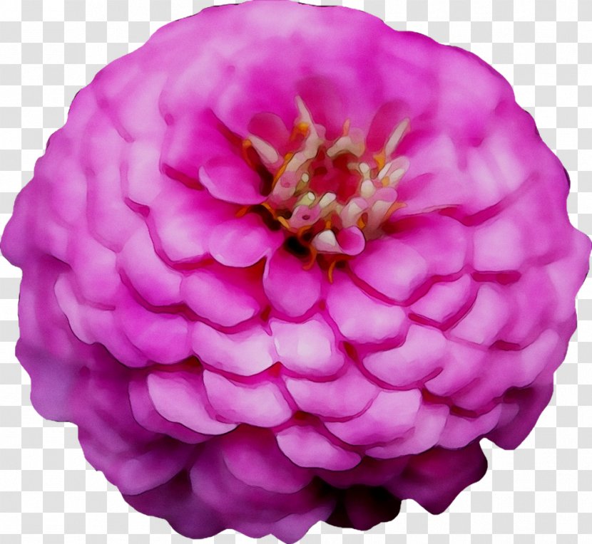 Dahlia Cut Flowers Pink M Peony Cabbage Rose - Artificial Flower Transparent PNG