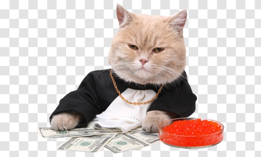 Stock Photography Kitten Cat Money - Domestic Short Haired Transparent PNG