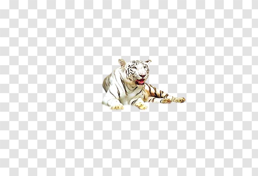 White Tiger - Big Cats Transparent PNG