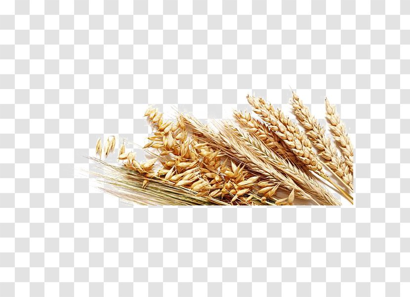 Clip Art Wheat Cereal Vector Graphics - Elymus Repens Transparent PNG