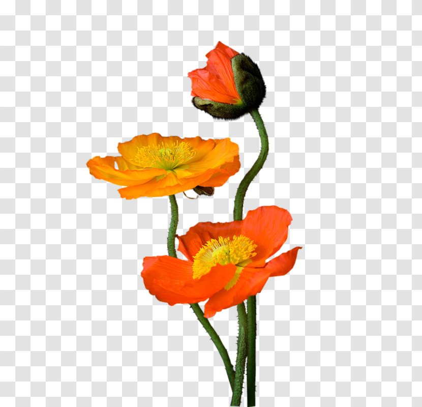 Centerblog Poppy Diary Clip Art - Wildflower Transparent PNG
