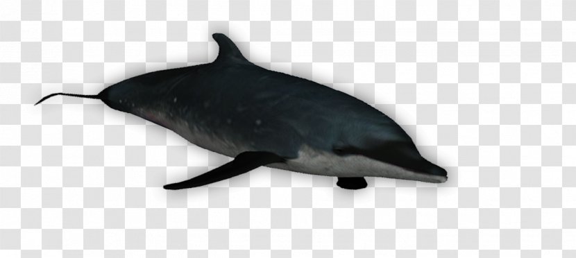 Common Bottlenose Dolphin Tucuxi Porpoise Transparent PNG