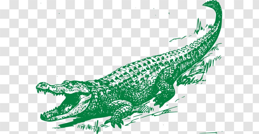 Alligator Crocodile Drawing Clip Art - Crocodilia - Green Cliparts Transparent PNG