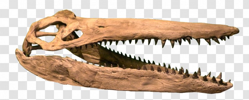 Plesiosauria Late Cretaceous Kronosaurus Liopleurodon Rocky Mountain Dinosaur Resource Center - Pliosauridae - Nature Sea Animals Marine Microorganisms Transparent PNG