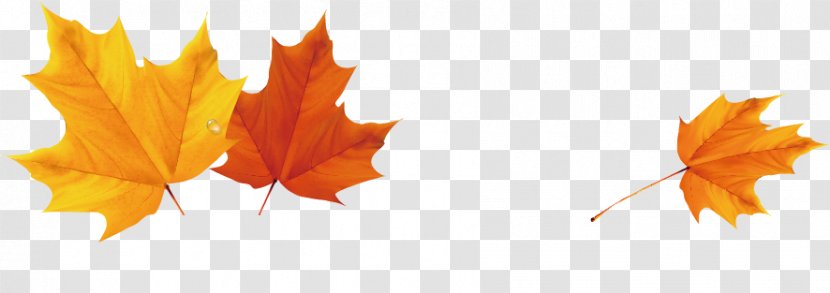 Autumn Leaf Color Clip Art - Orange - Leaves Transparent PNG