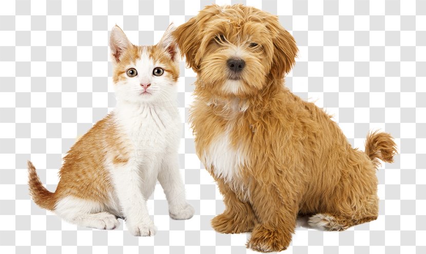 Cat Dog Puppy Kitten Pet Sitting Transparent PNG