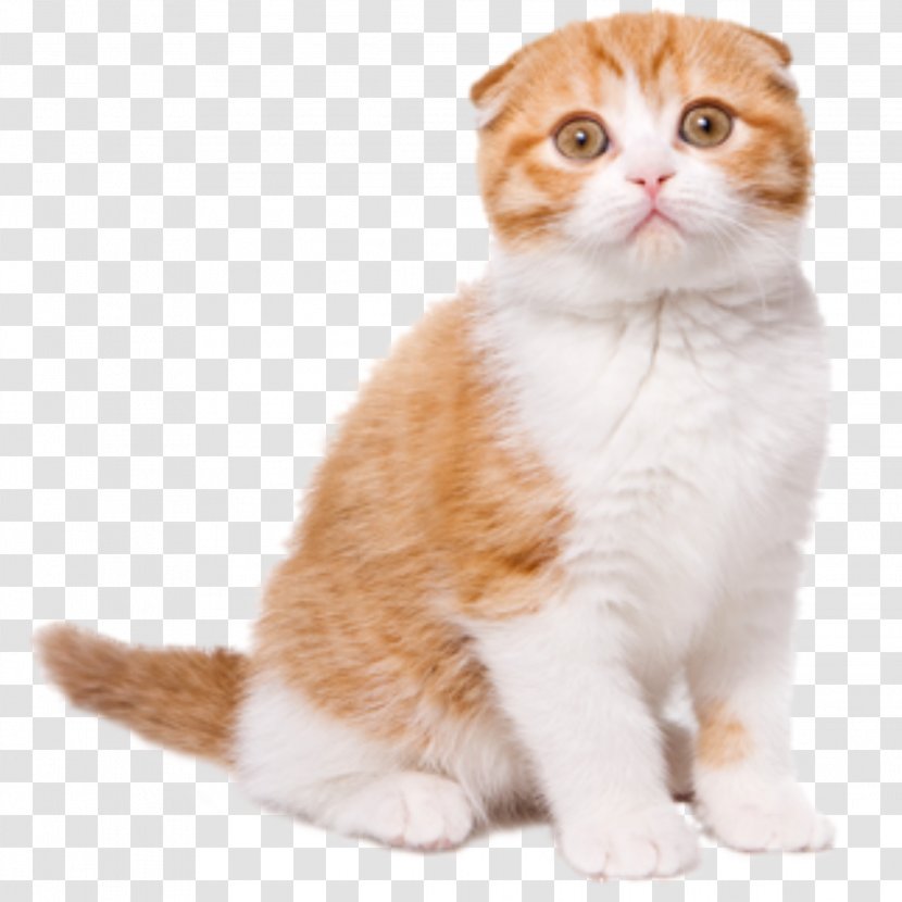 Scottish Fold Stock Photography Royalty-free Image Stock.xchng - American Curl - Kucing Bastet Transparent PNG