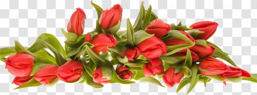 Flower Bouquet Clip Art - Chili Pepper - Tulip Transparent PNG