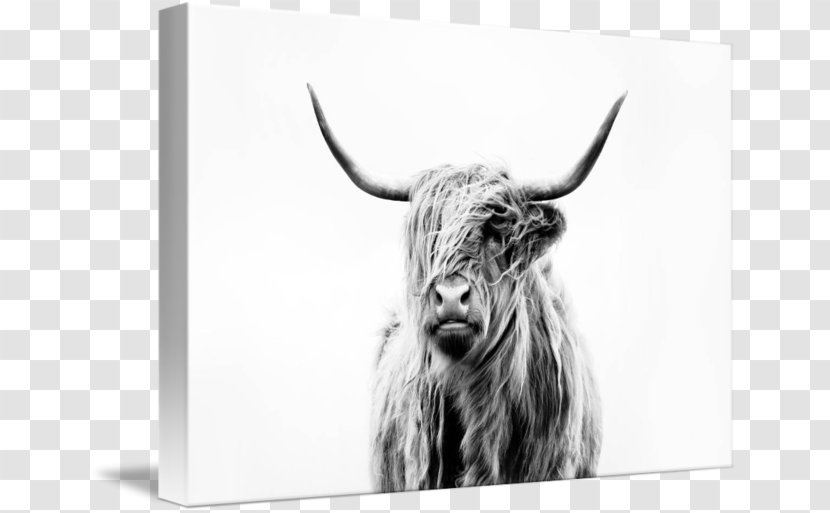 Highland Cattle Scottish Highlands Paper Printing Art - Poster - Cow Goat Family Transparent PNG
