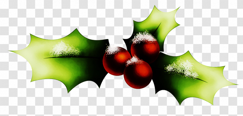 Christmas Holly Ilex Holly Transparent PNG