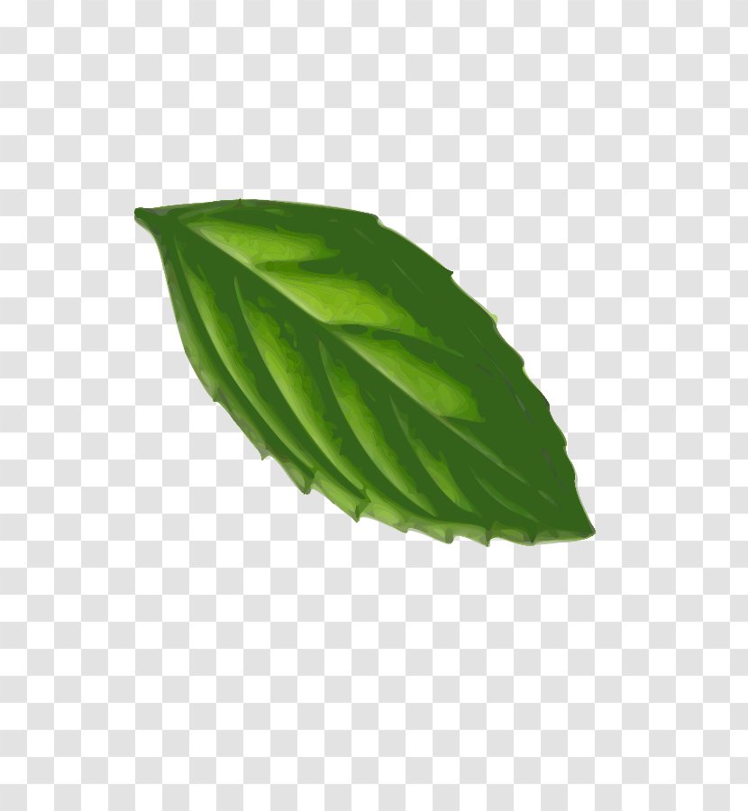 Peppermint Leaf Clip Art - Plant - Oak Vector Transparent PNG