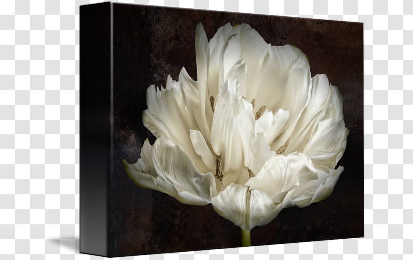 AllPosters.com Printing Art Printmaking - Flower - White Tulip Transparent PNG