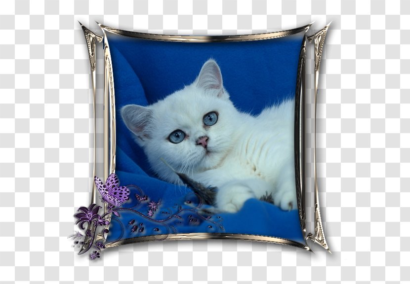 British Shorthair Scottish Fold Domestic Short-haired Cat Kitten Point Coloration - Whiskers Transparent PNG