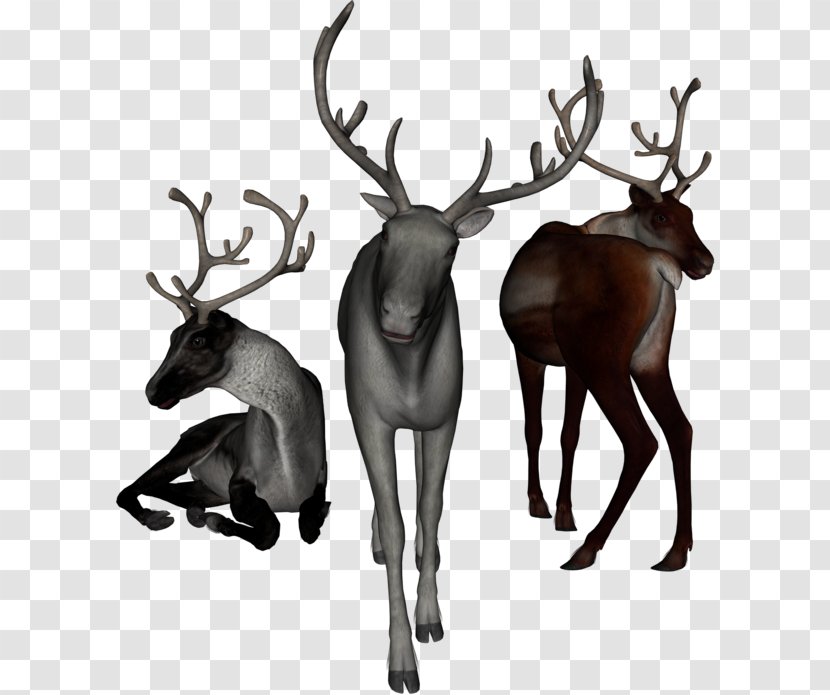 Reindeer Elk White-tailed Deer Moose Transparent PNG