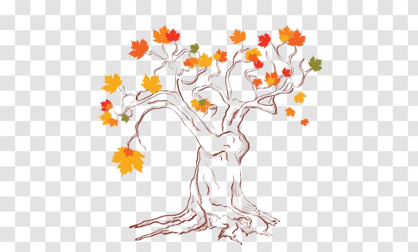 Maple Leaf Drawing - Plant Transparent PNG