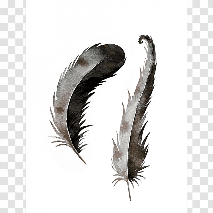 Feather Printing Color - Quill Transparent PNG