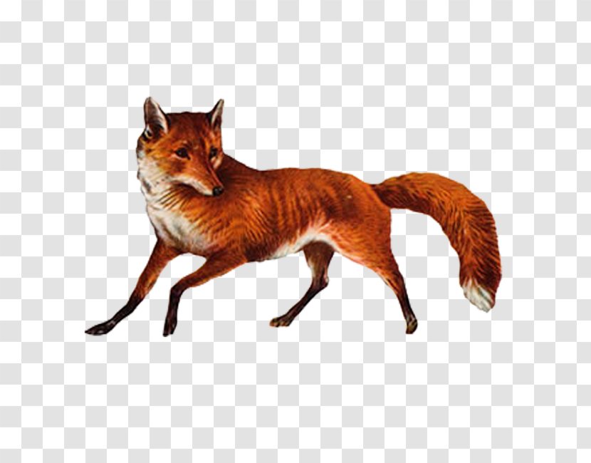 Download CorelDRAW - Tail - Fox Hunting Transparent PNG