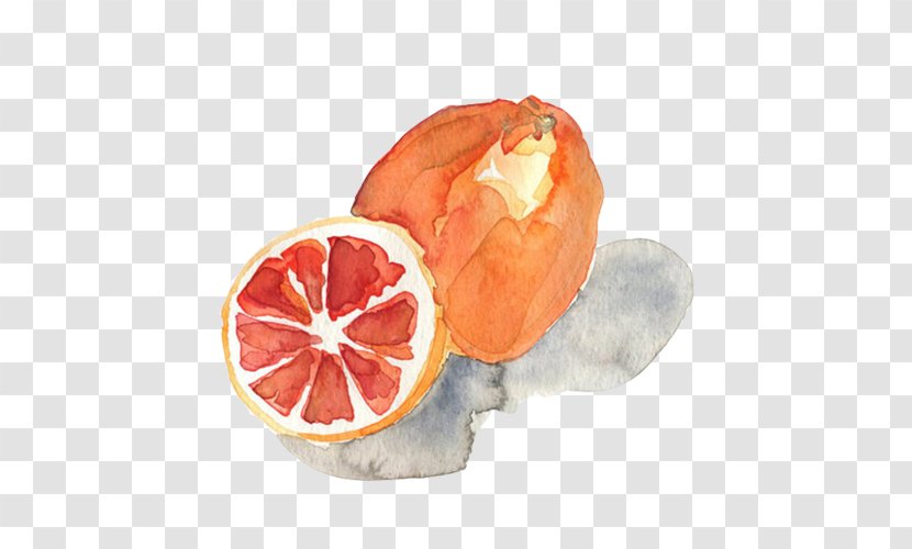 Watercolor Painting Printmaking Art - Citrus - Grapefruit Picture Material Transparent PNG