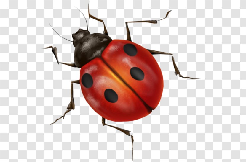 Ladybird Insect - Beetle - Ladybug Image Transparent PNG